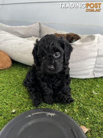 Adorable Cavoodle Puppies