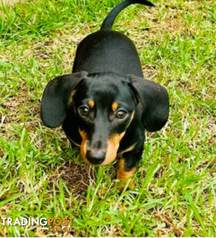 Dachshund puppies for 2024 sale trading post