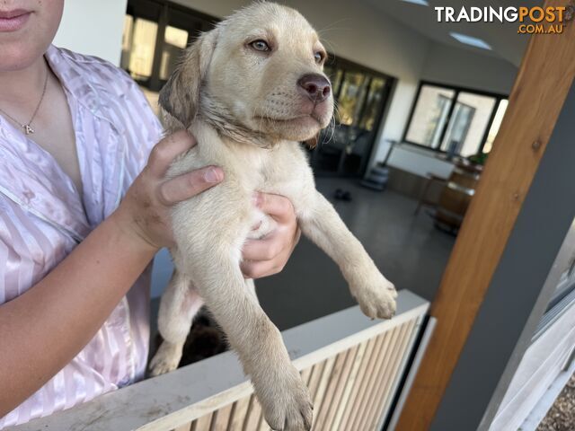 Labrador Puppies