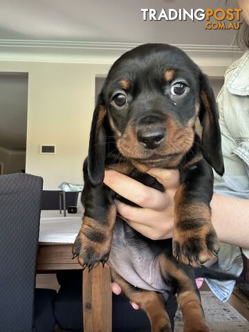 Purebred miniature dachshunds