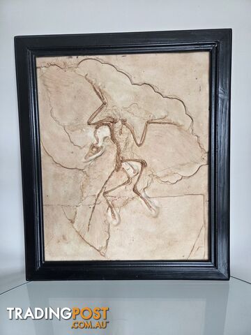 Life sized framed replica cast of the Berlin Specimen of Archaeopteryx fossil