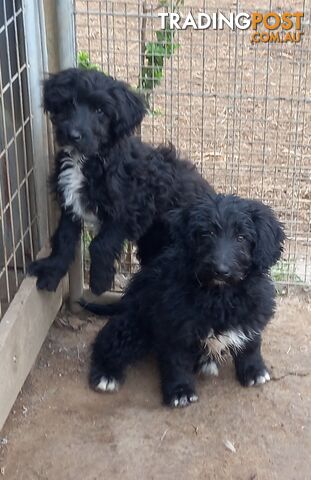 MINI BORDOODLE PUPPIES FI - DNA Cleared