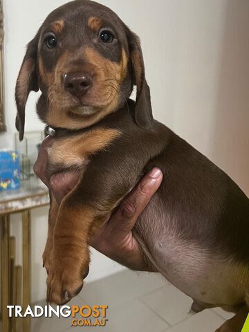 Pure Breed Dachshund puppies for sale