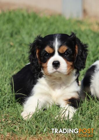 ANKC Cavalier King Charles Spaniel Puppies