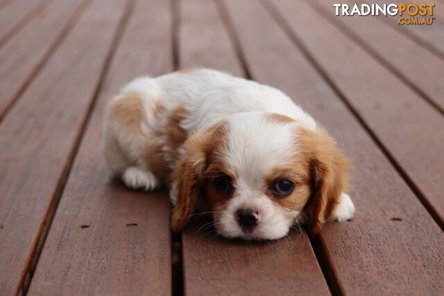 ANKC Cavalier King Charles Spaniel Puppies