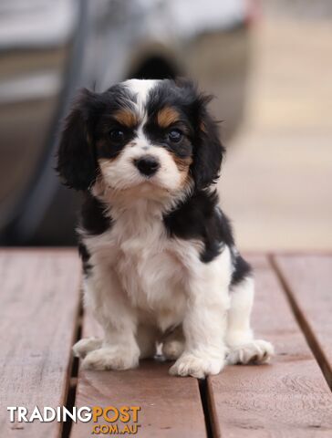 ANKC Cavalier King Charles Spaniel Puppies