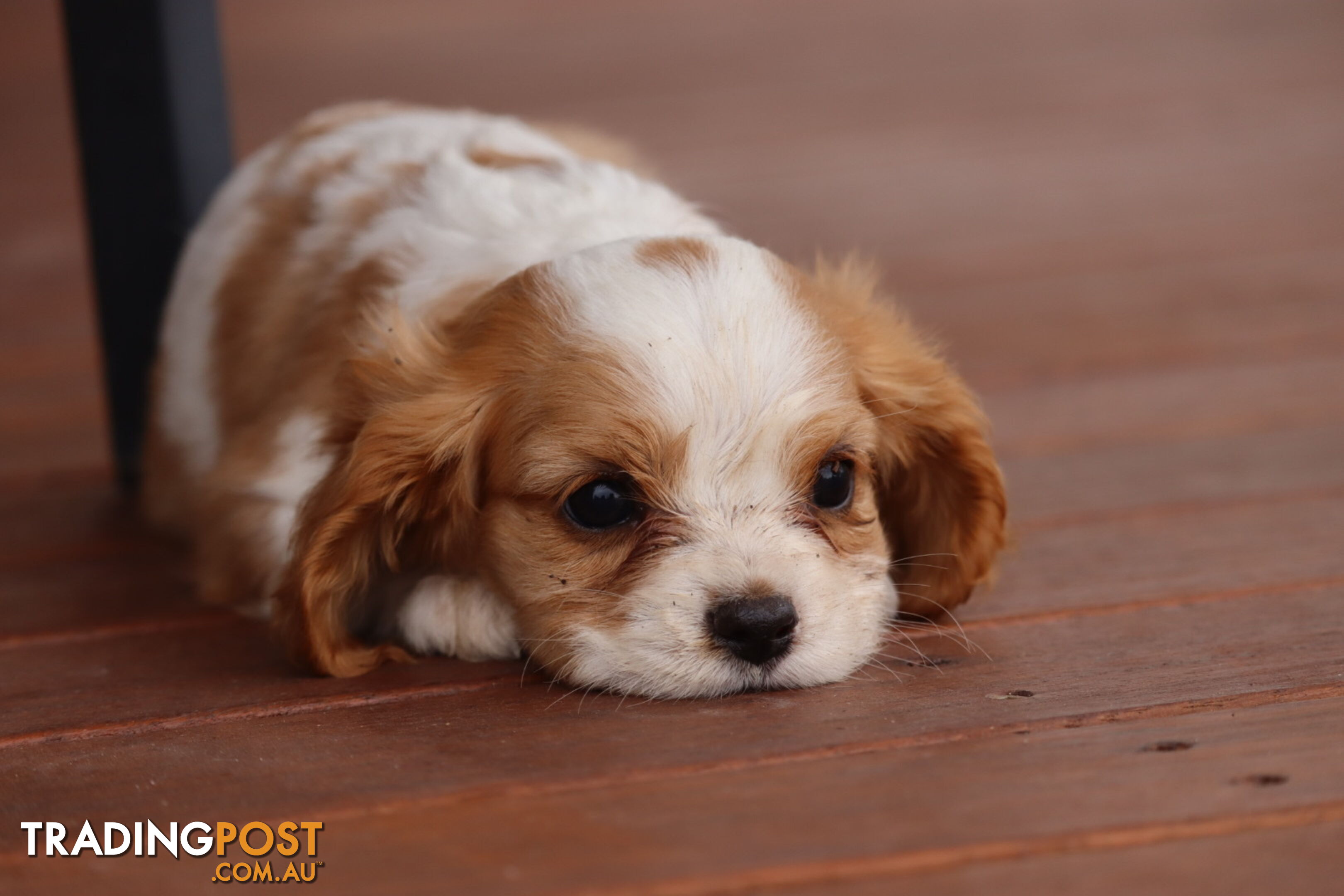 ANKC Cavalier King Charles Spaniel Puppies