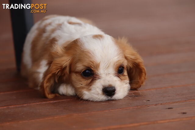 ANKC Cavalier King Charles Spaniel Puppies