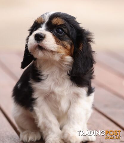 ANKC Cavalier King Charles Spaniel Puppies