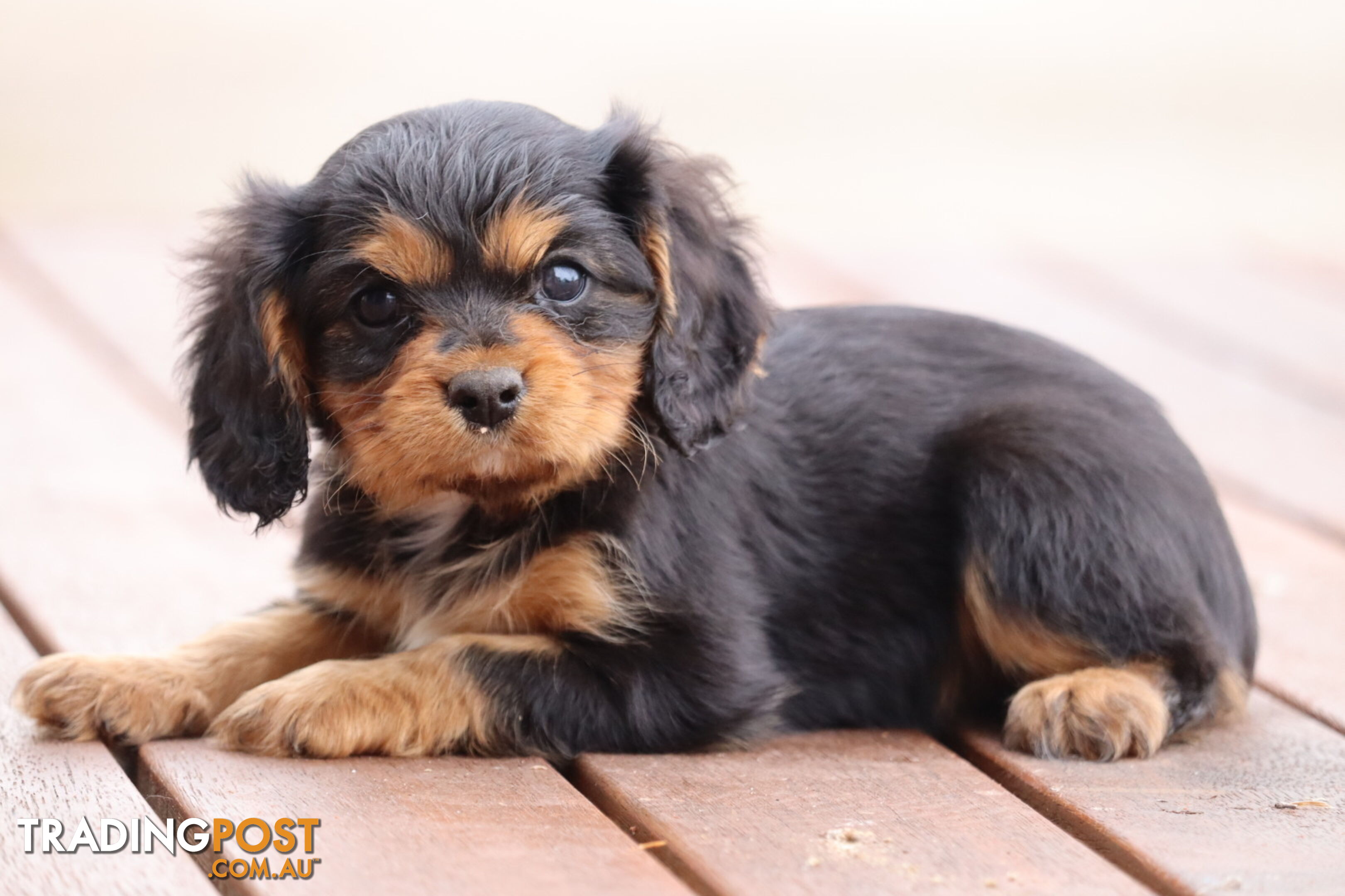 ANKC Cavalier King Charles Spaniel Puppies