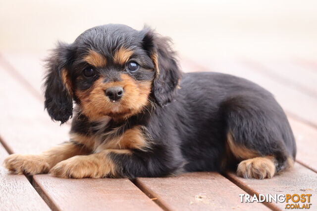 ANKC Cavalier King Charles Spaniel Puppies