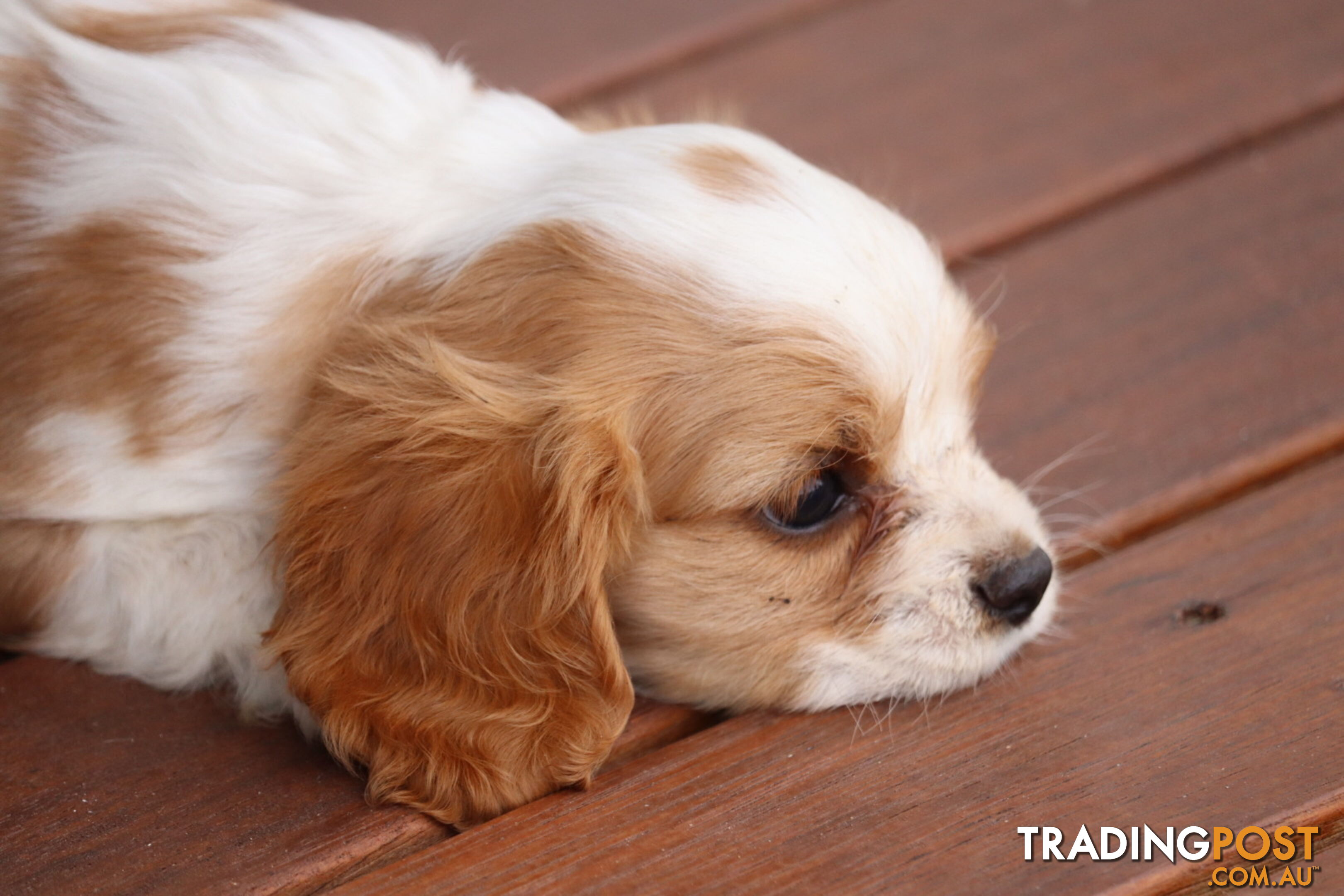 ANKC Cavalier King Charles Spaniel Puppies