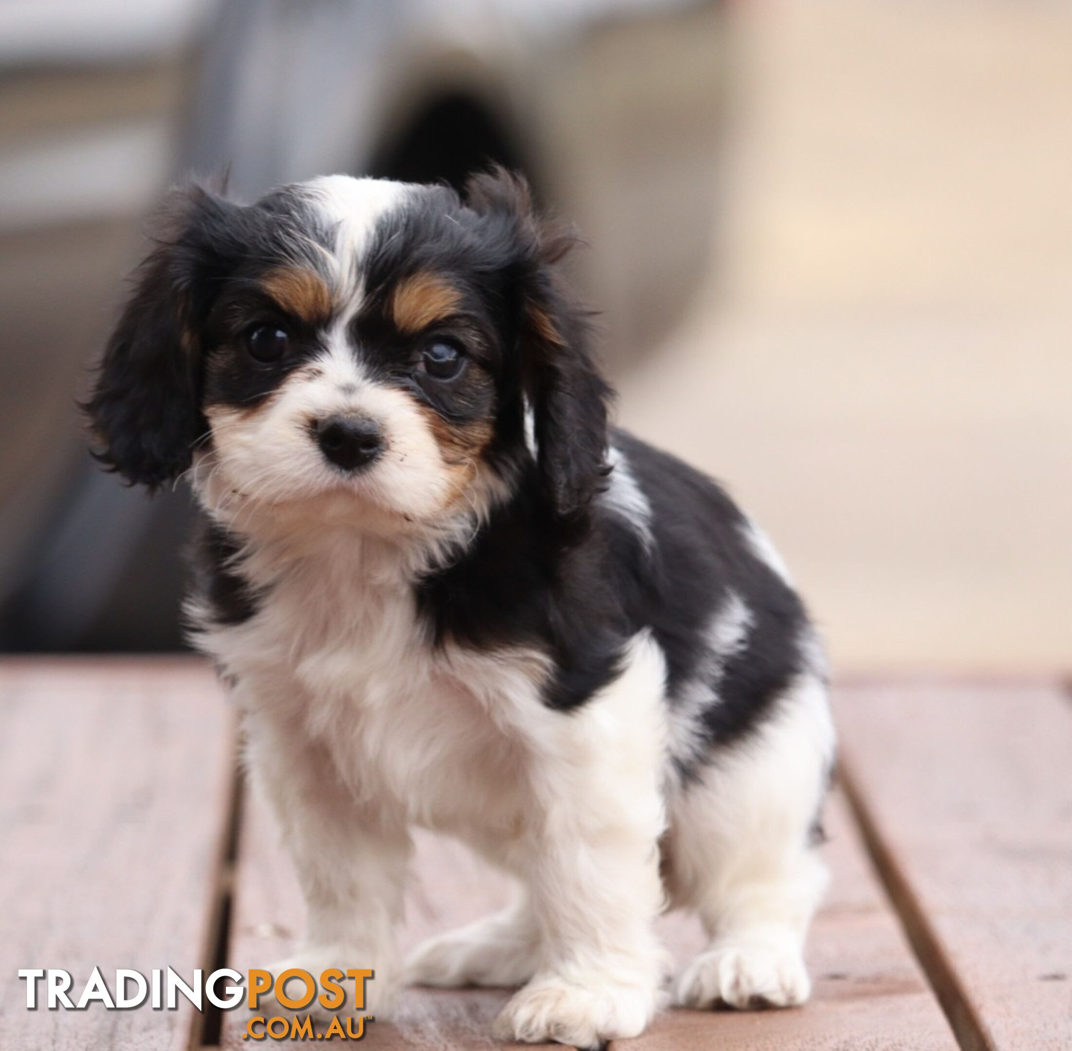 ANKC Cavalier King Charles Spaniel Puppies