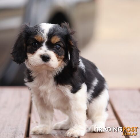 ANKC Cavalier King Charles Spaniel Puppies