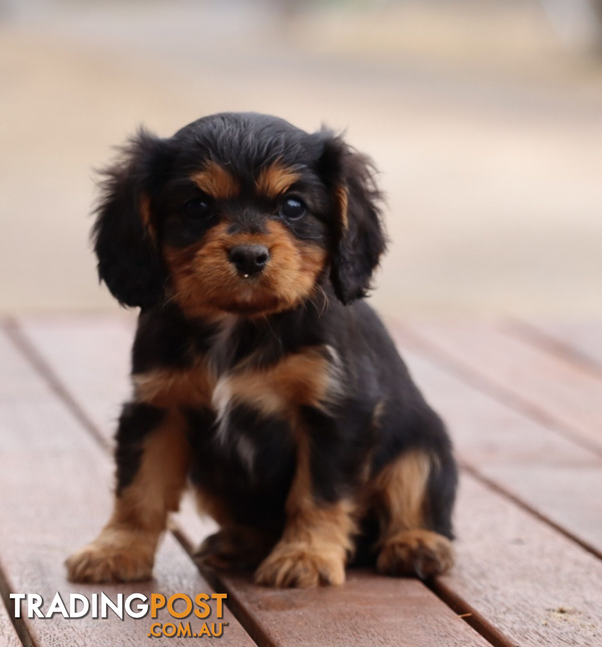 ANKC Cavalier King Charles Spaniel Puppies