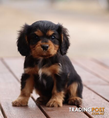 ANKC Cavalier King Charles Spaniel Puppies