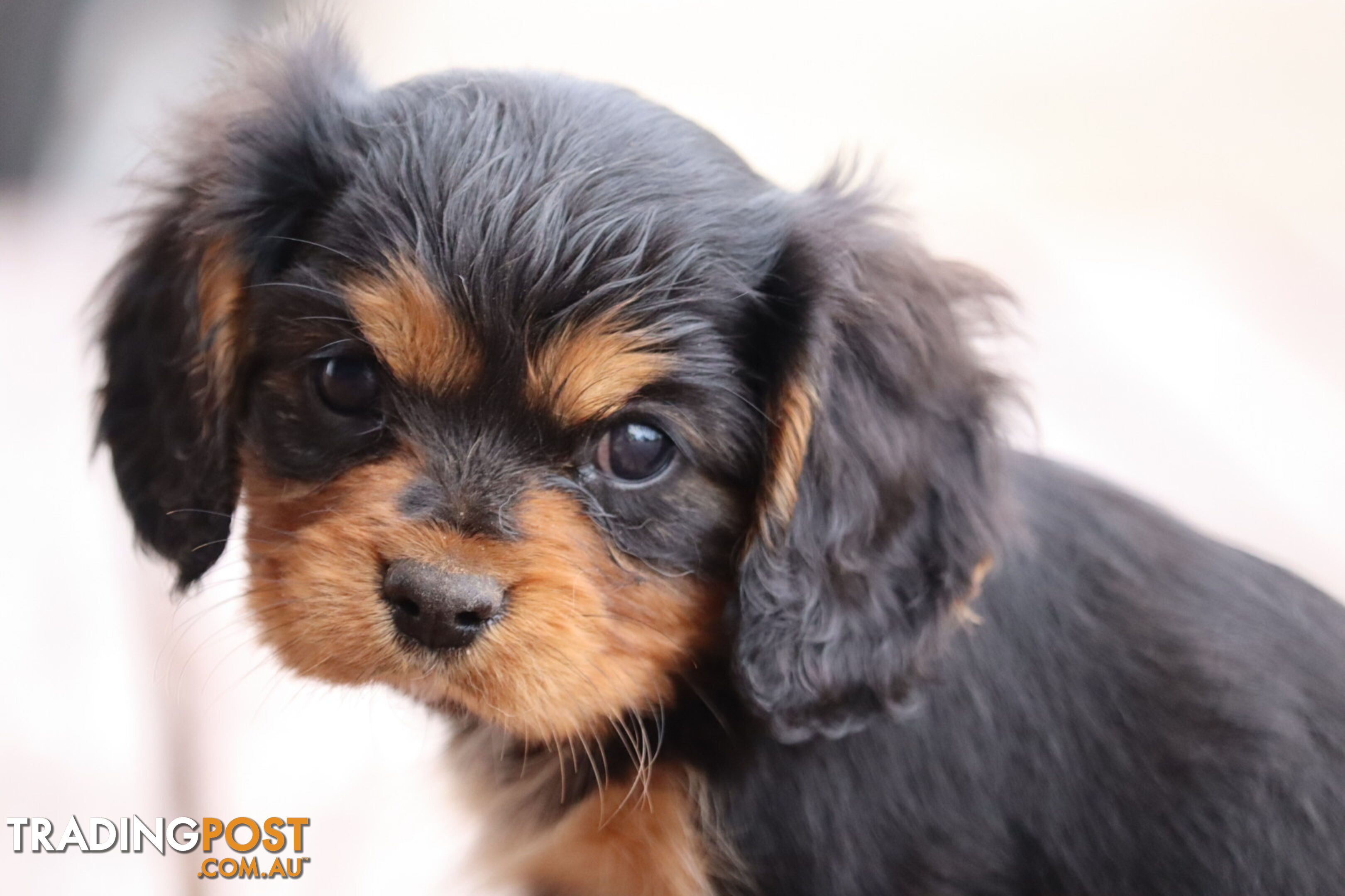 ANKC Cavalier King Charles Spaniel Puppies