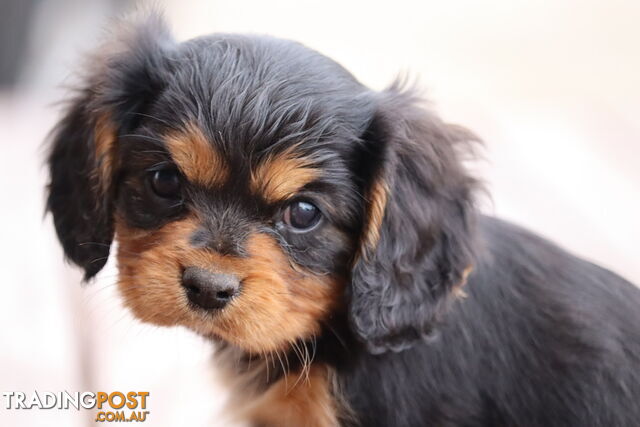 ANKC Cavalier King Charles Spaniel Puppies