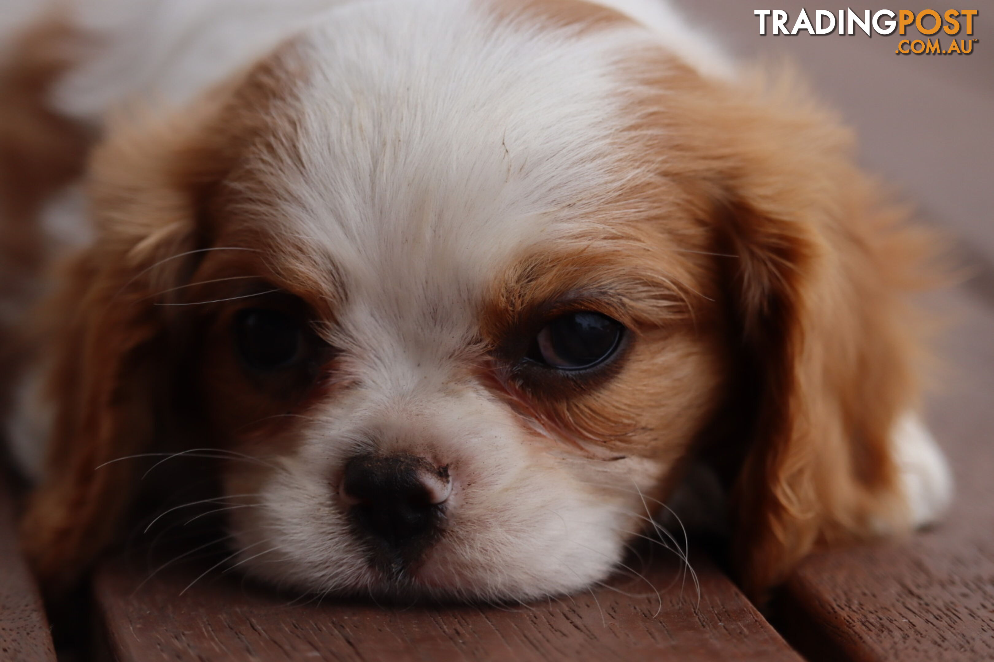 ANKC Cavalier King Charles Spaniel Puppies