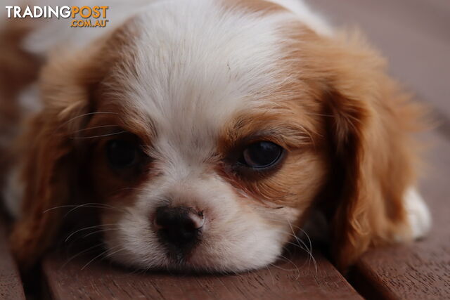 ANKC Cavalier King Charles Spaniel Puppies