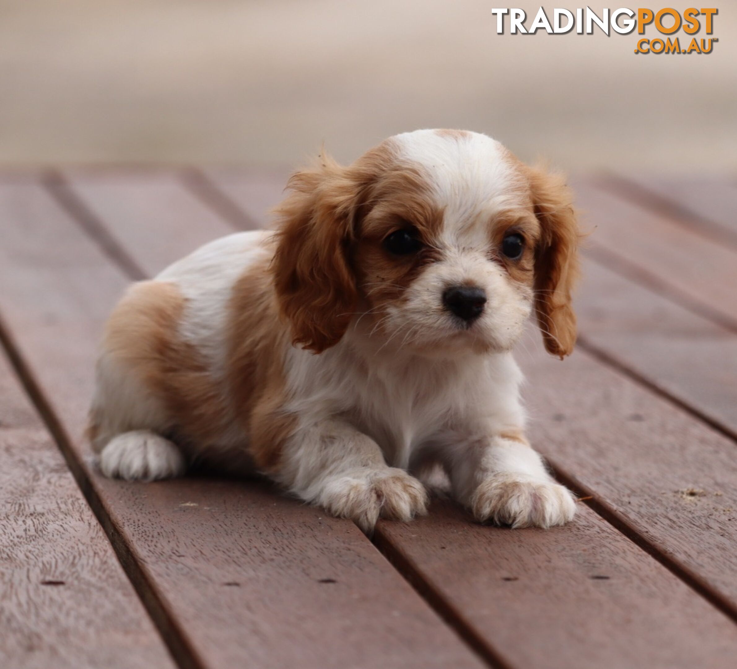 ANKC Cavalier King Charles Spaniel Puppies