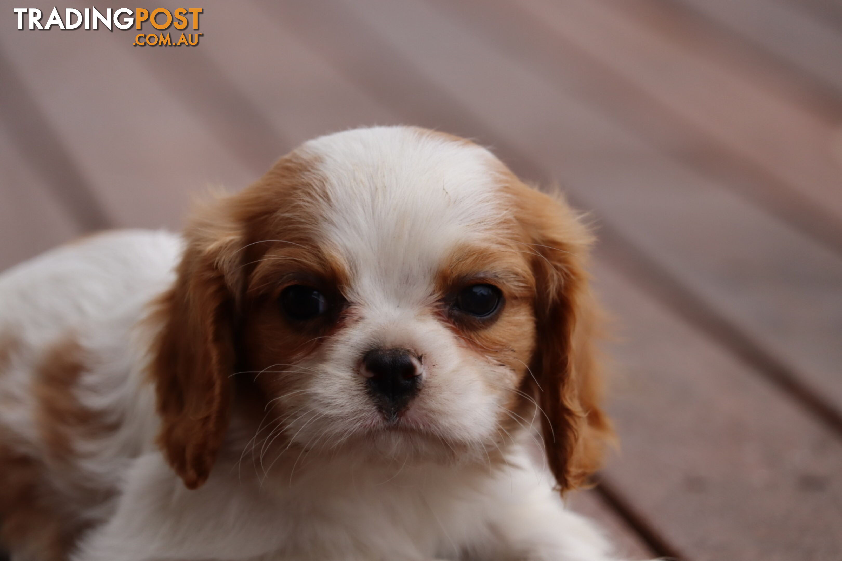 ANKC Cavalier King Charles Spaniel Puppies