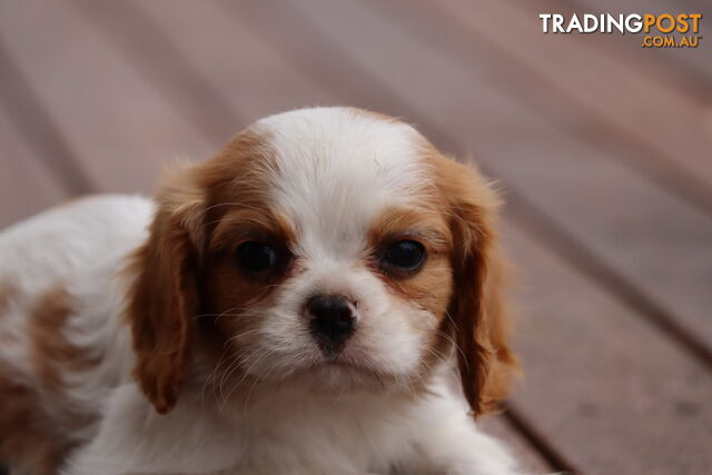 ANKC Cavalier King Charles Spaniel Puppies