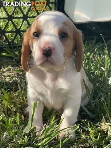 Absolutely beautiful Beaglier puppies