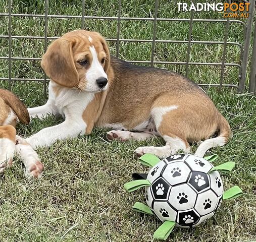 Beaglier puppies for hot sale sale trading post