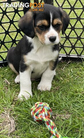 Corgi x Cavalier puppies