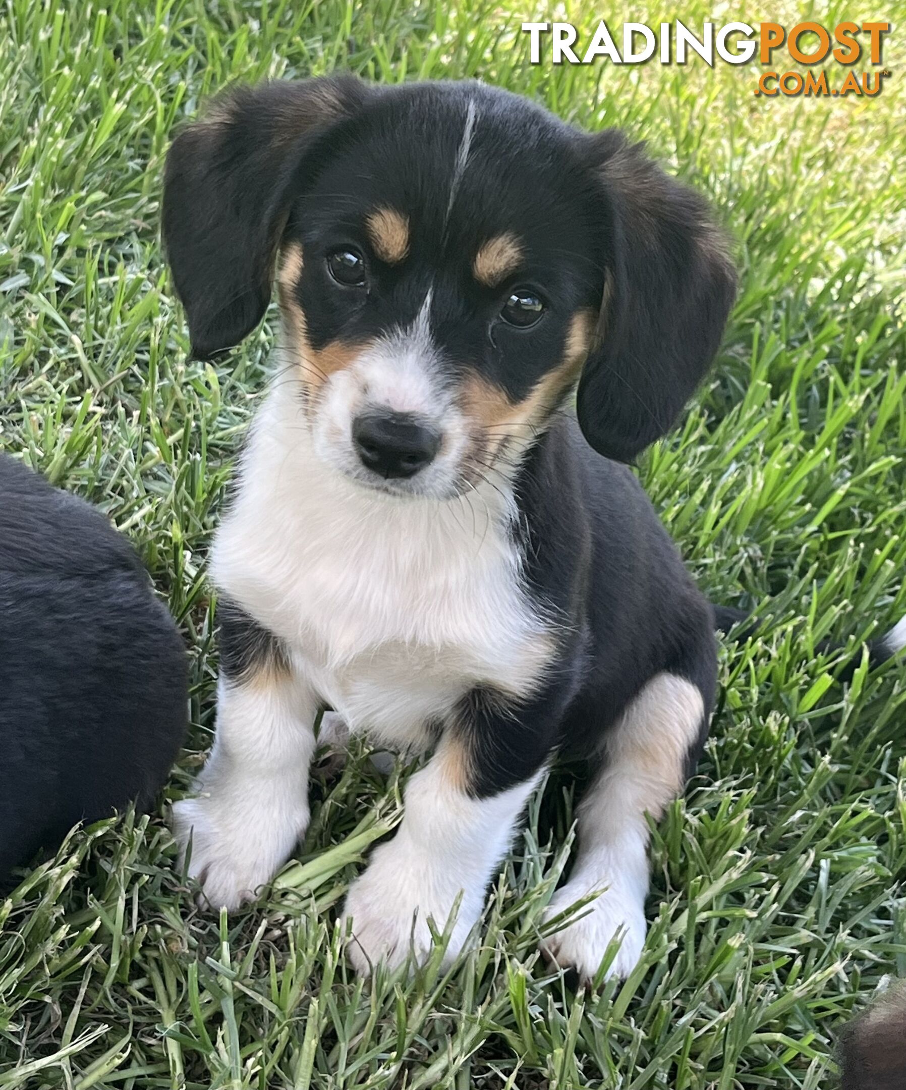 Beautiful Corgi x Cavalier puppies