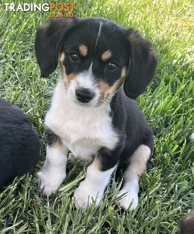 Beautiful Corgi x Cavalier puppies