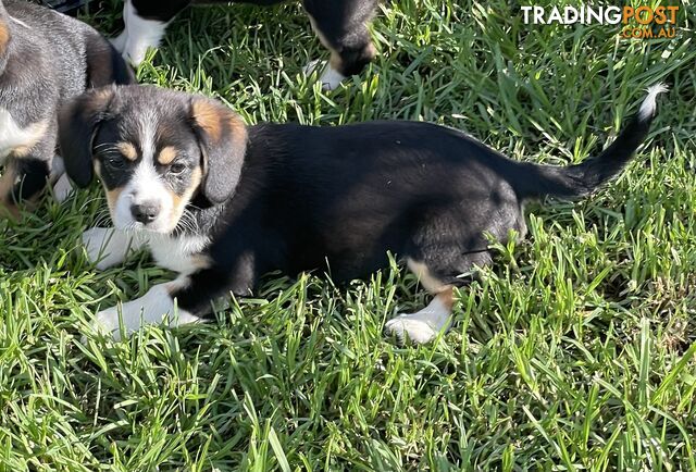 Beautiful Corgi x Cavalier puppies