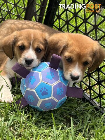 Beautiful Corgi x Cavalier puppies