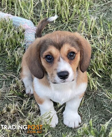 Beautiful Corgi x Cavalier puppies