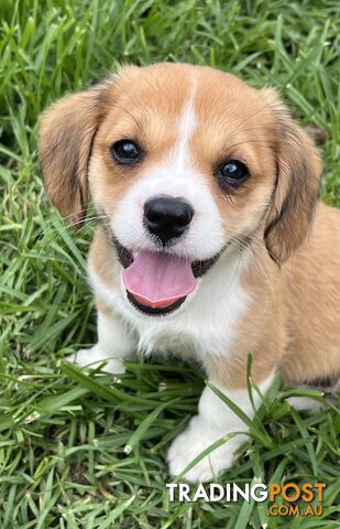 Beautiful Corgi x Cavalier puppies