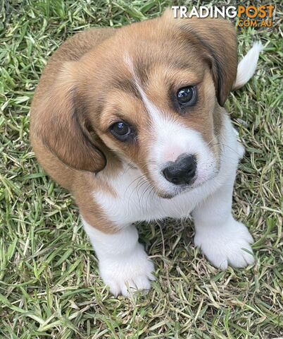 Beautiful Corgi x Cavalier puppies