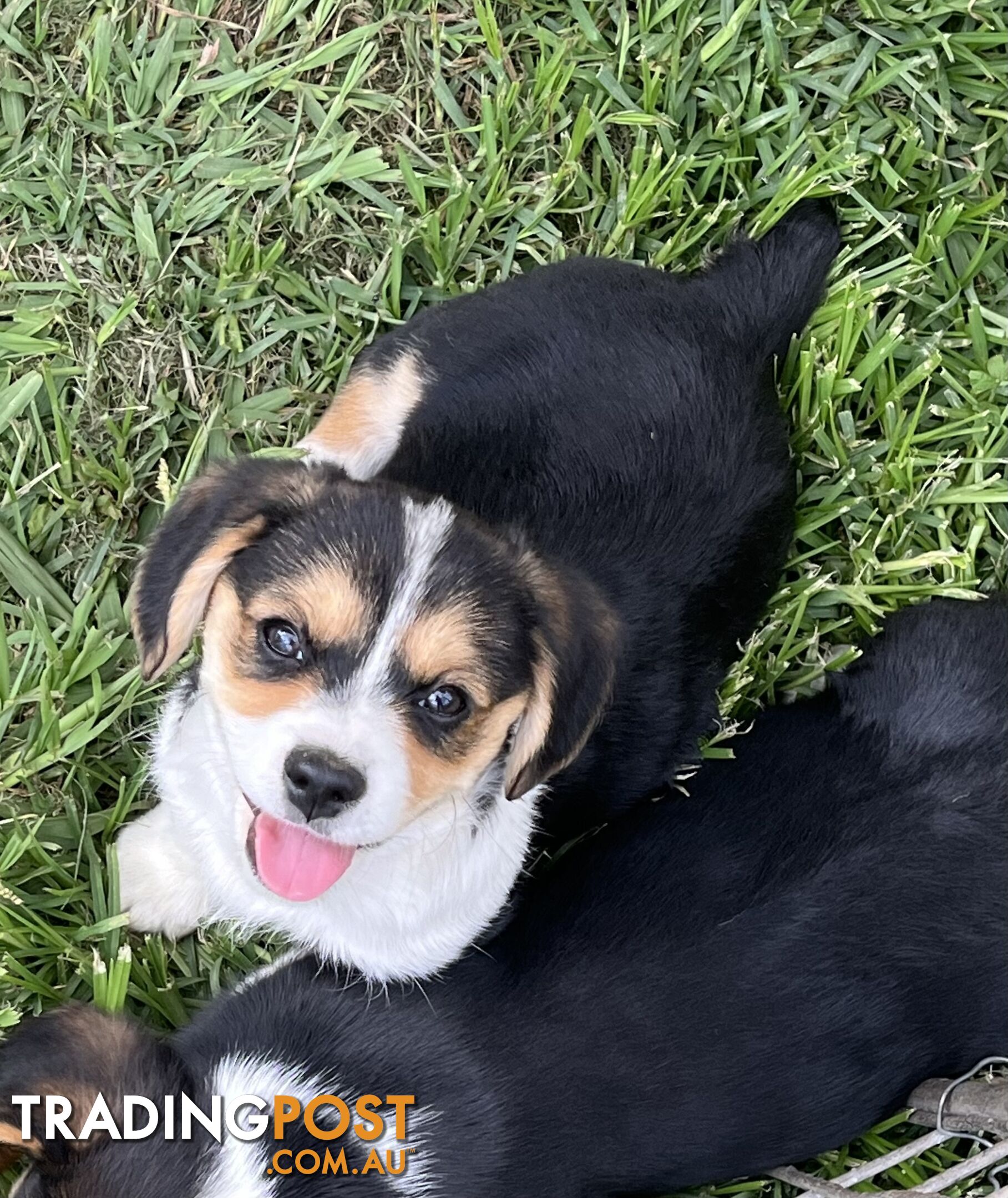 Beautiful Corgi x Cavalier puppies