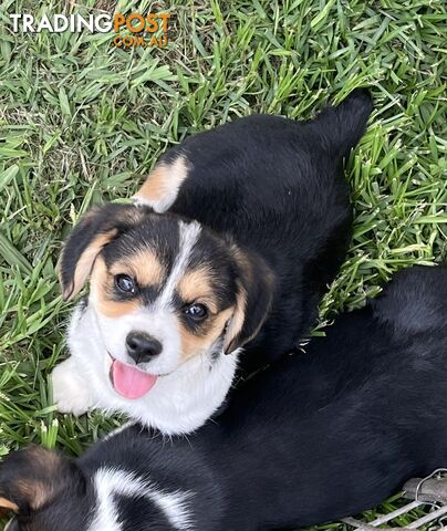 Beautiful Corgi x Cavalier puppies