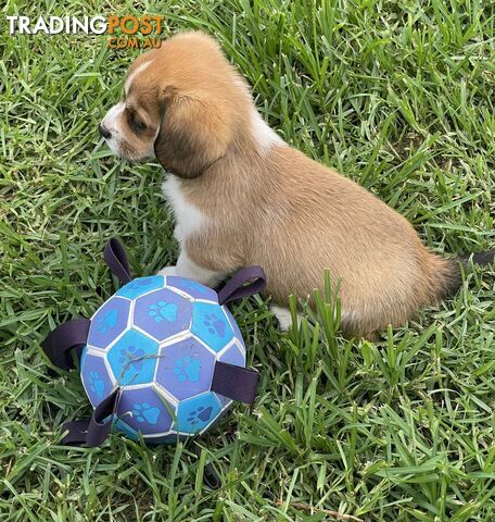 Beautiful Corgi x Cavalier puppies