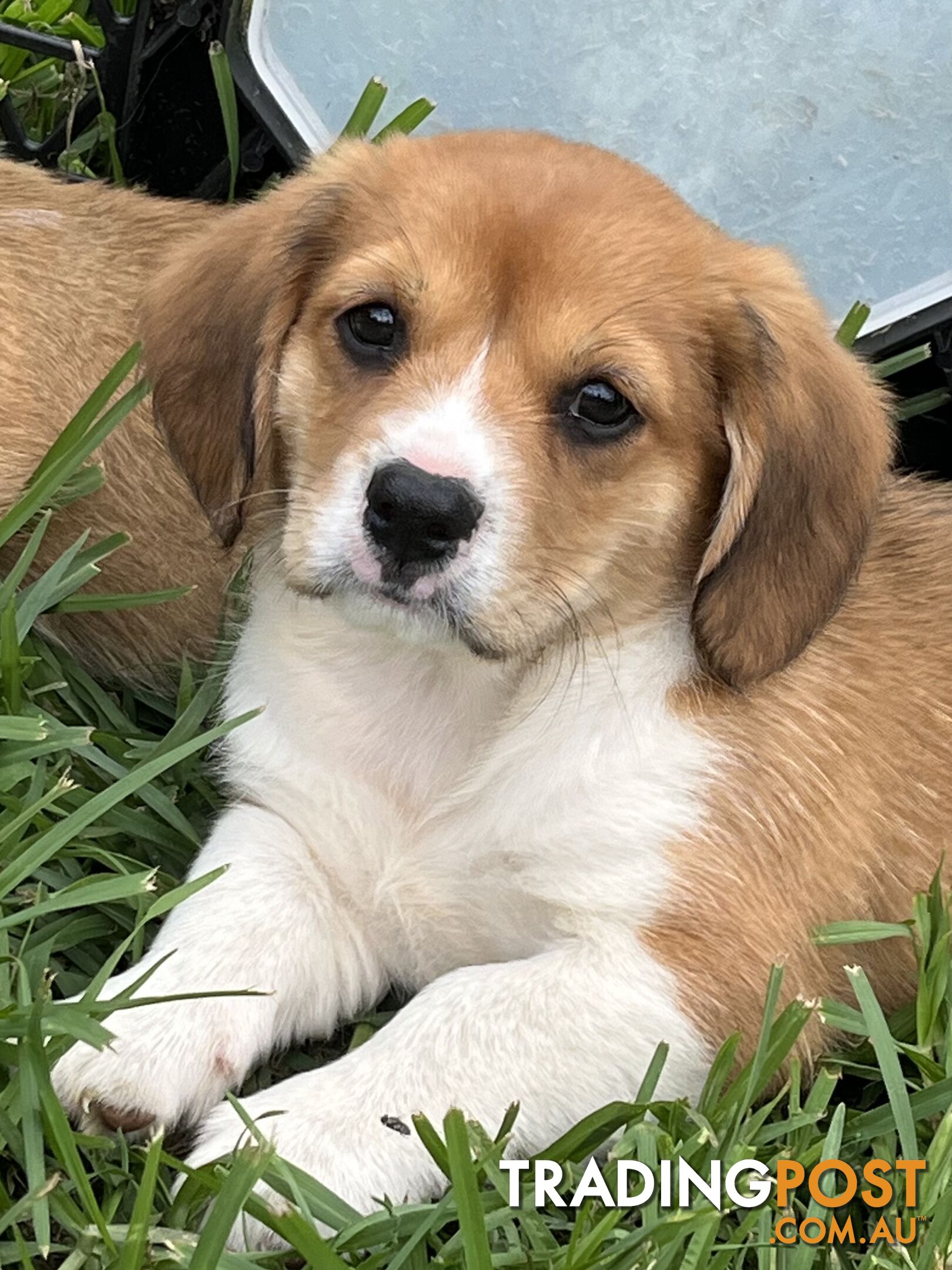 Beautiful Corgi x Cavalier puppies