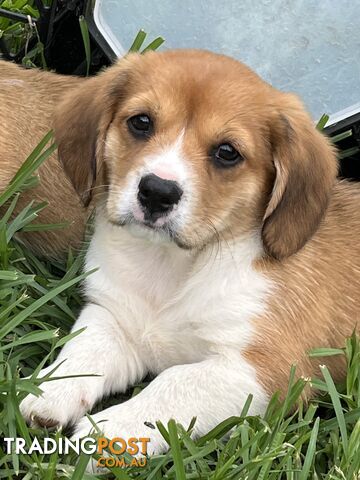 Beautiful Corgi x Cavalier puppies