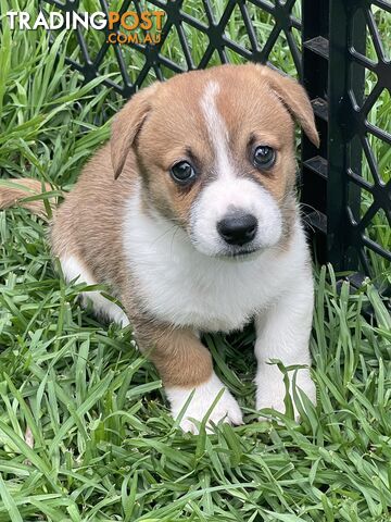 Corgi x Jack Russell puppies