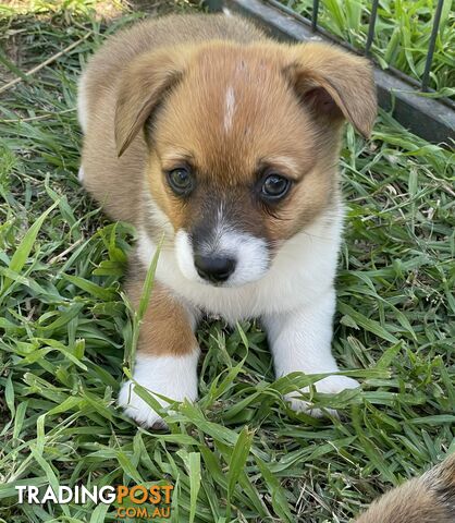 Corgi x Jack Russell puppies