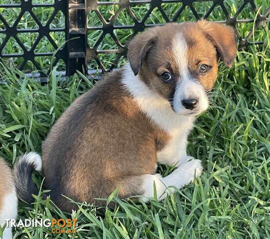 Corgi x Jack Russell puppies