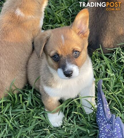 Corgi x Jack Russell puppies