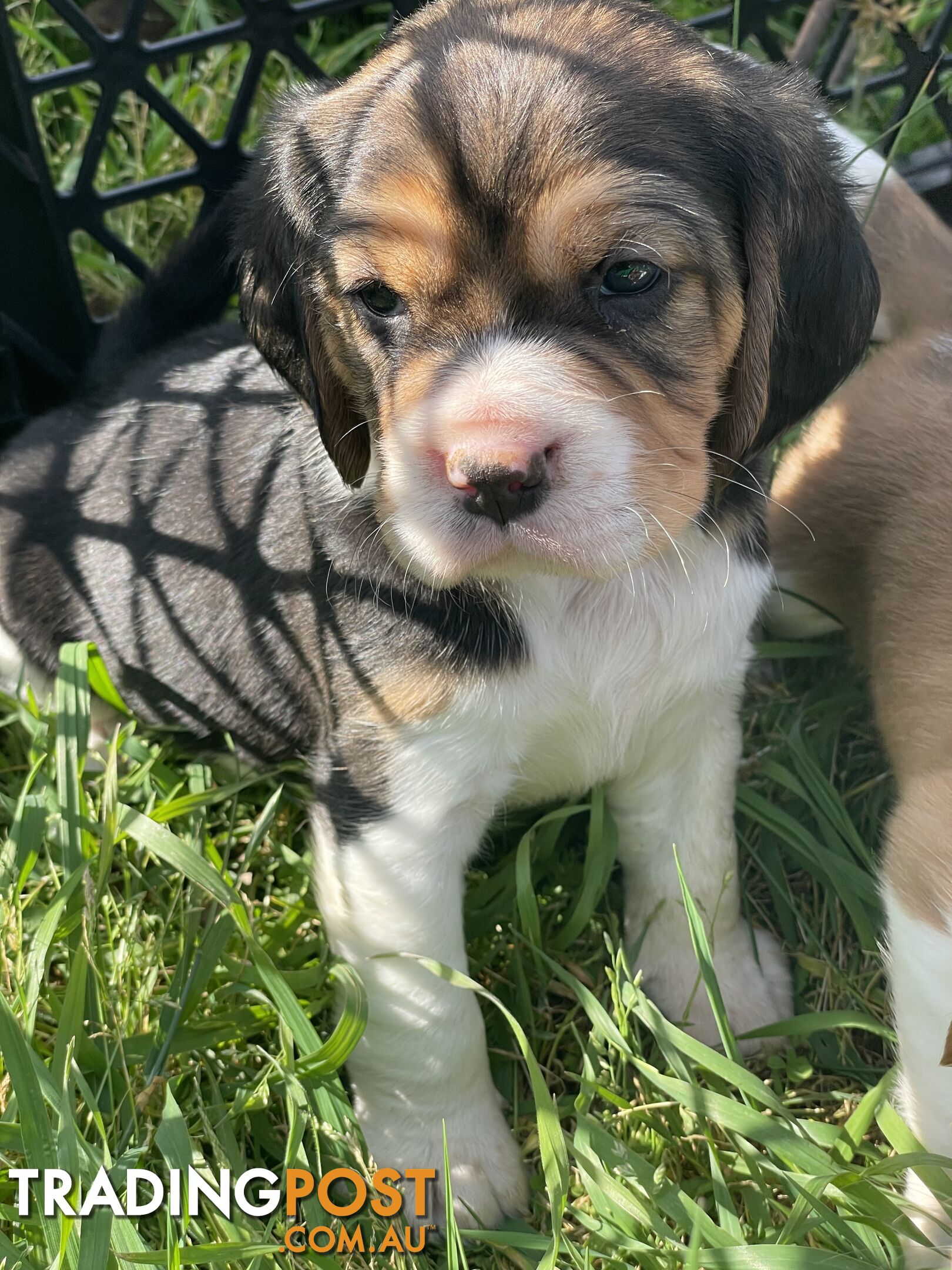 Beautiful Beaglier puppies