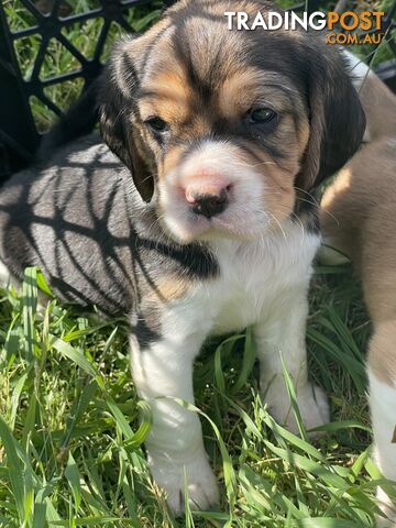 Beautiful Beaglier puppies