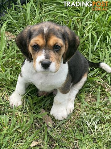 Beautiful Beaglier puppies