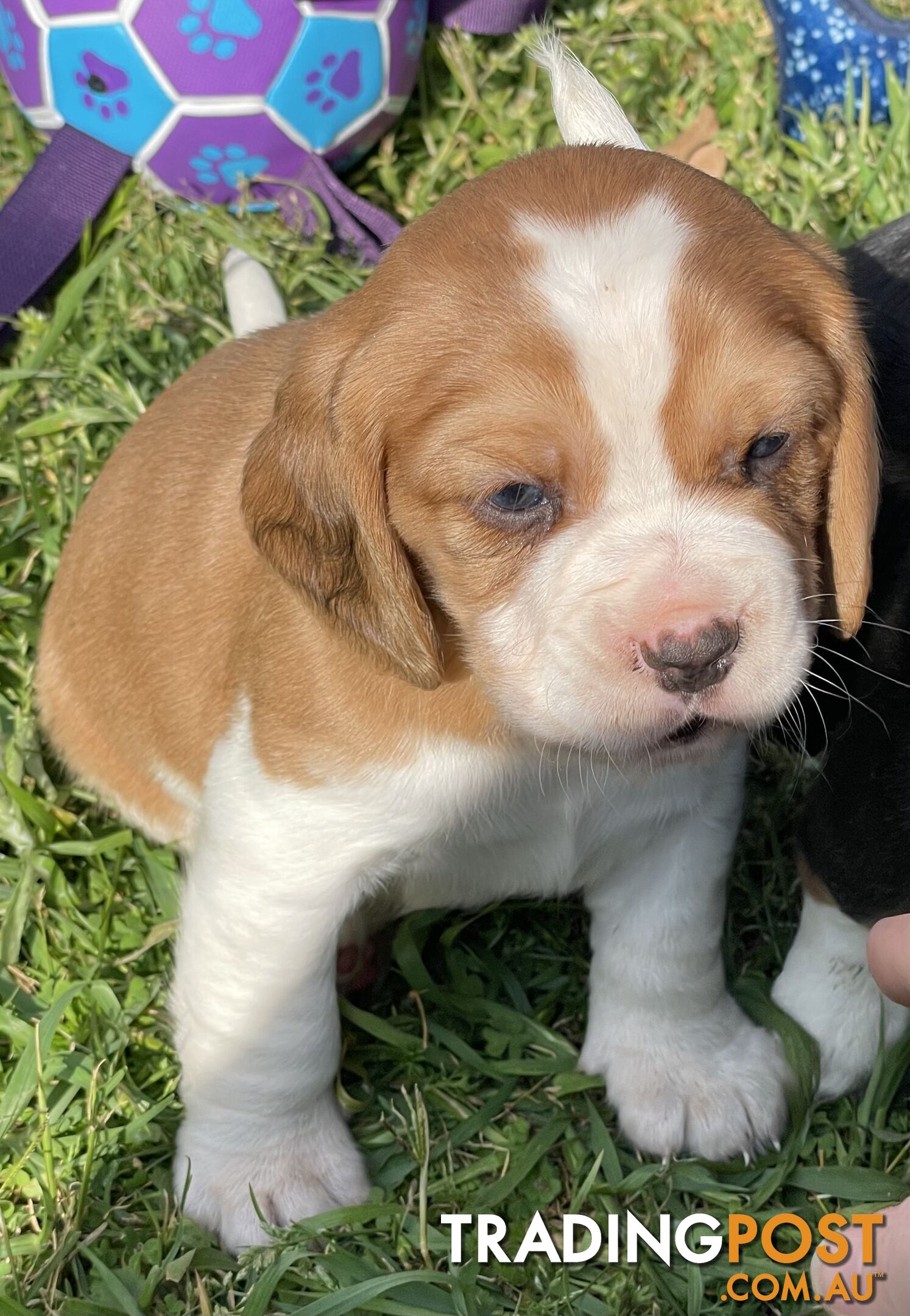 Beautiful Beaglier puppies